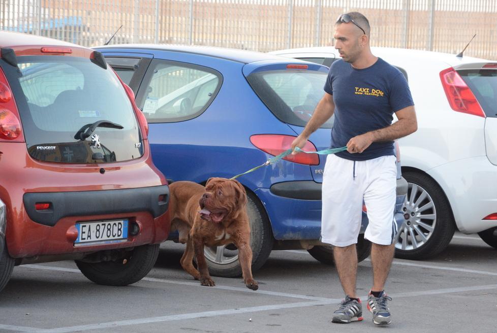 Porto Torres, il cane catturato al porto ha aggredito un’altra volta 