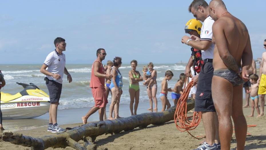 Albero in mare, il recupero