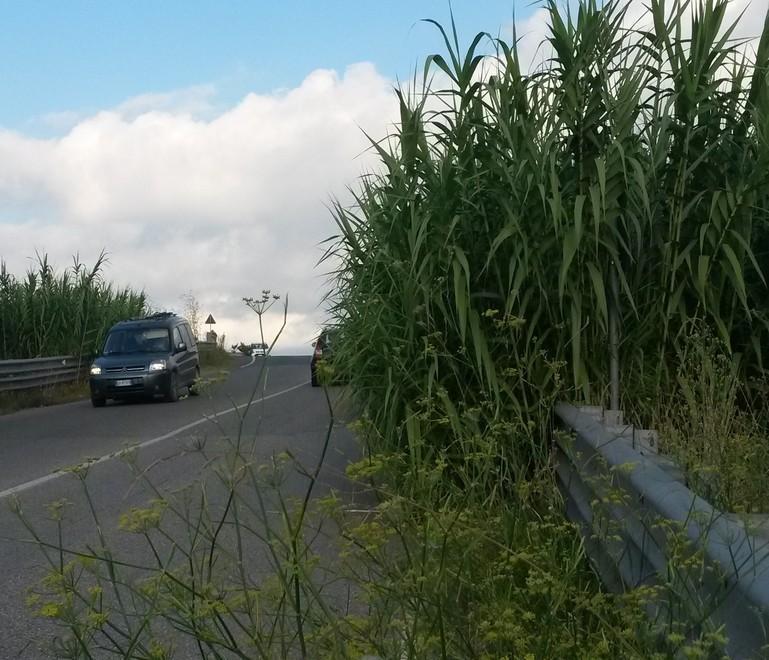Erbacce e piante lungo le strade É allarme viabilità 