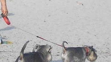 Cani in spiaggia anche a Turas 