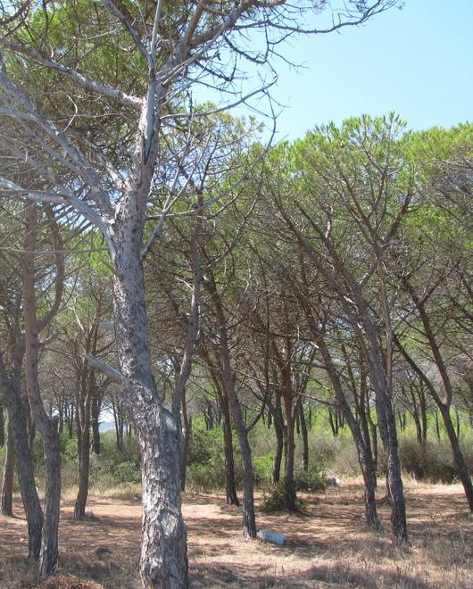Siniscola, patto con l’Ente foreste su Berchida e Mandras