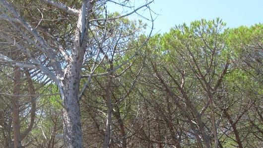 Siniscola, patto con l’Ente foreste su Berchida e Mandras