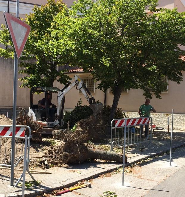 Abbattuti sei alberi, scoppia la polemica 