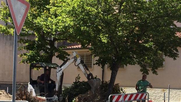 Abbattuti sei alberi, scoppia la polemica