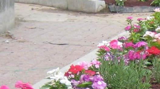 Aiuole sponsorizzate, si riparte e il Comune risparmia