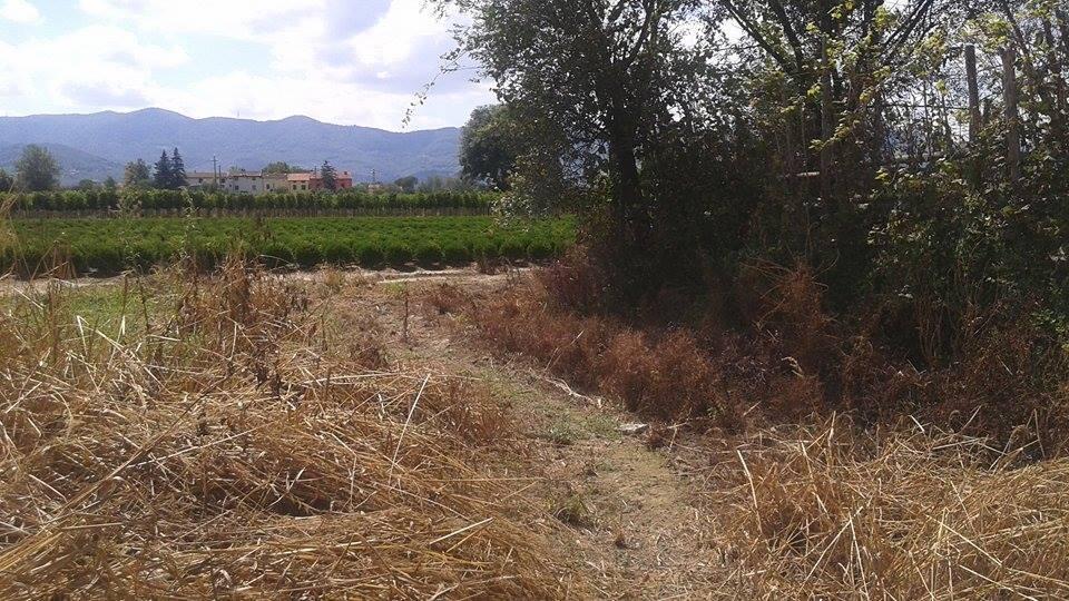 Coltivazioni “bruciate” dai diserbanti dei vivai