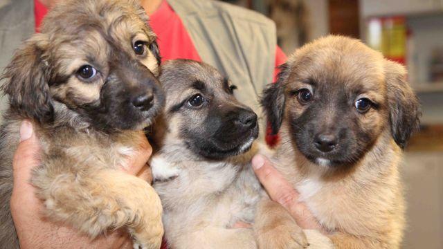 Sette cuccioli abbandonati in un sacco nero