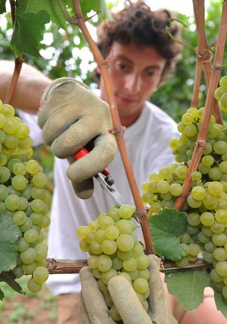 Un’estate di piogge e la vendemmia ritorna a settembre 