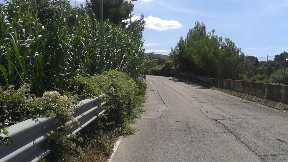 Erbacce e canneti mangiano la strada