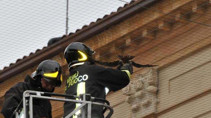 Salvato falchetto rimasto incastrato sull’Accademia