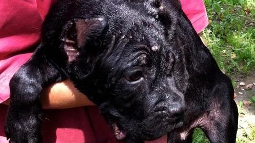 Nove cani stipati nel bagagliaio dell’auto