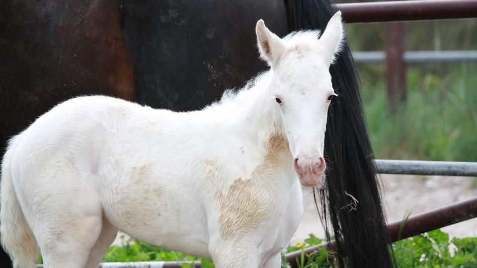 Gp Bellei, ospite speciale al Sesana: ecco una puledrina albina