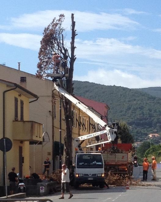 Abbattuto il vecchio cipresso della frazione di Carpani