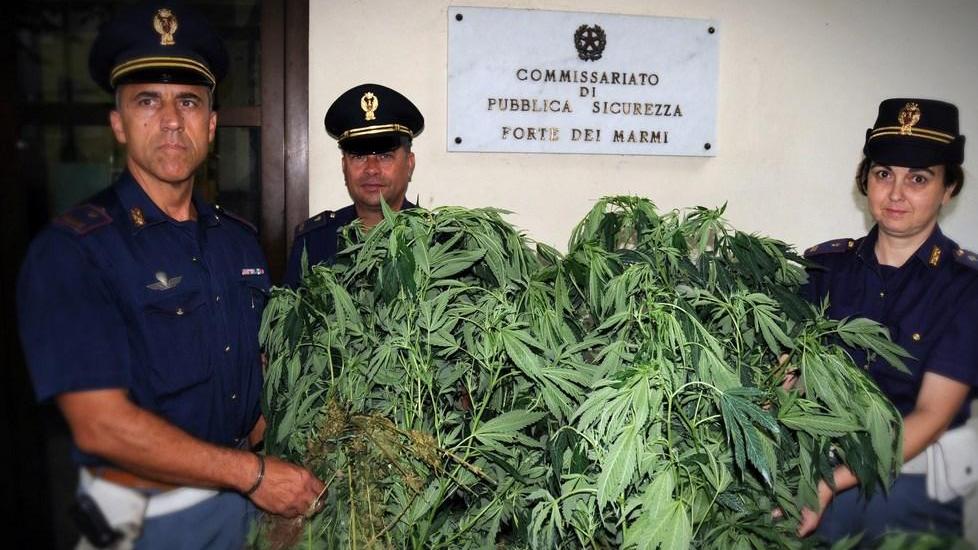 Coltiva marijuana nel giardino della villa