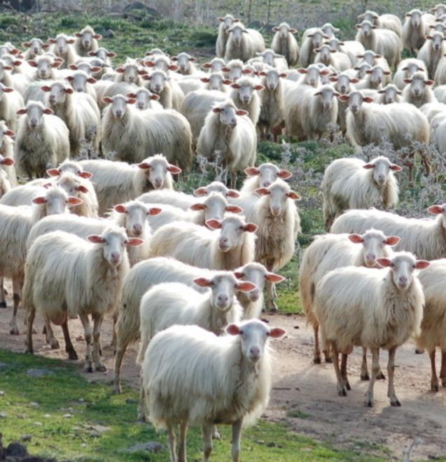 Falchi: agricoltura, serve una rivoluzione 