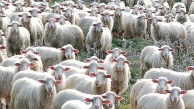 Falchi: agricoltura, serve una rivoluzione