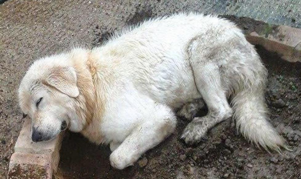 Bondeno cerca Fiamma, il cane rubato