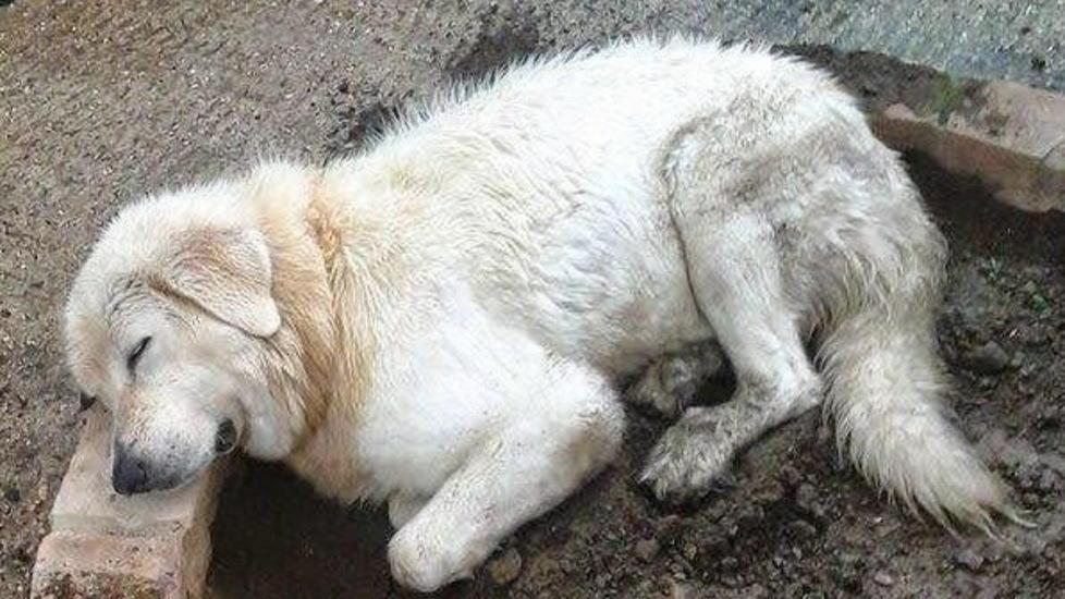 Bondeno cerca Fiamma, il cane rubato