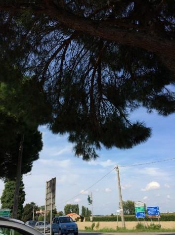 Parcheggio minacciato dai rami pericolanti 