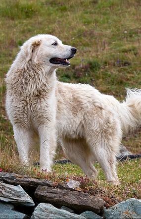 Cani sui sentieri, è polemica 