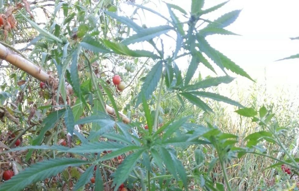 La marijuana nel giardino di casa 