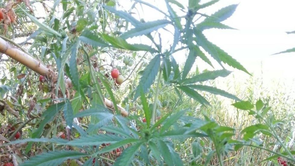 La marijuana nel giardino di casa 