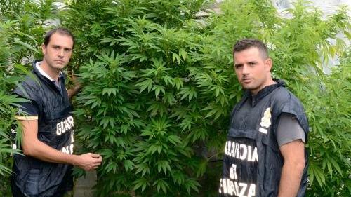 Carpi, coltivavano marijuana nell'orto: famiglia nei guai