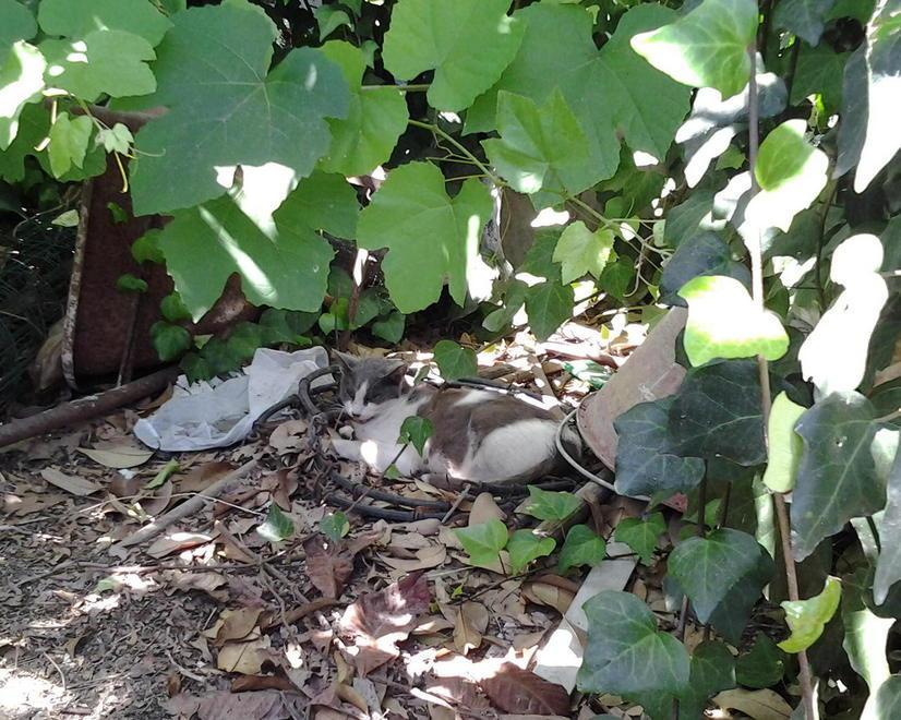 Sterminata una colonia felina 