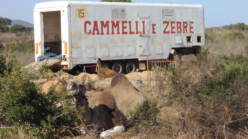 Maltrattamenti al Circo Martin, sedici animali sotto sequestro 