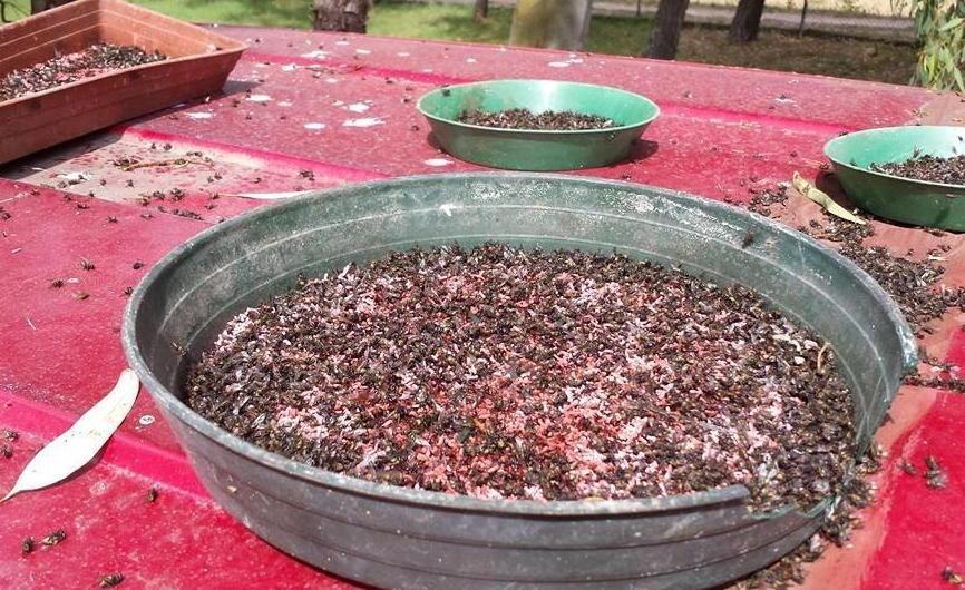 Un’invasione di mosche intorno alla discarica 