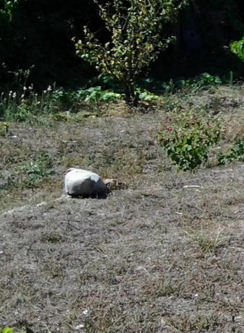 Sterminata la colonia felina a Neghelli 