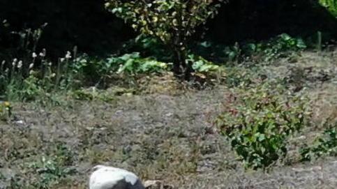 Sterminata la colonia felina a Neghelli