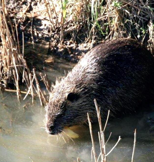 Sos nutrie, cambiano le competenze Tutto da rifare il piano di cattura