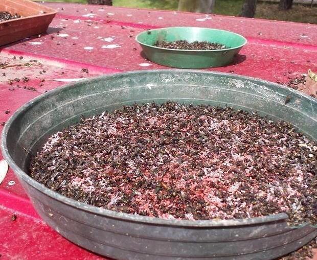 Invasione di mosche attorno alla discarica di Scapigliato
