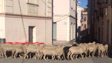 Gregge di pecore a spasso per la città 