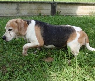 Medolla. Appello di un bimbo «Riportatemi la mia beagle»