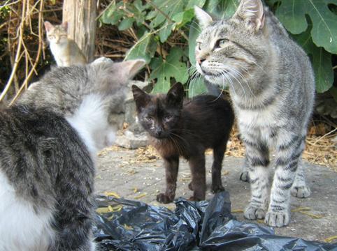 Sorso, altri due gatti sbranati alla Billellera 