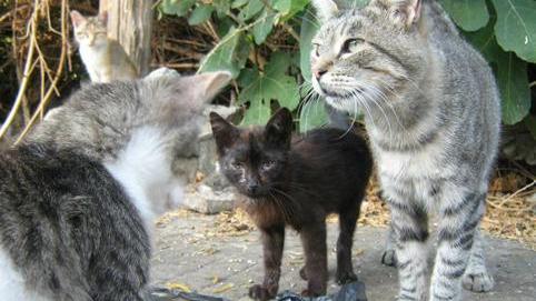 Sorso, altri due gatti sbranati alla Billellera