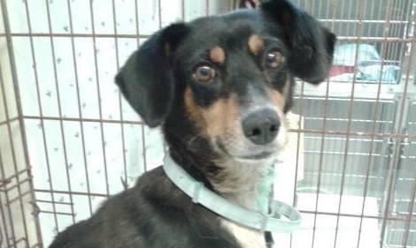 Da randagia a mascotte del quartiere 