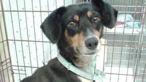 Da randagia a mascotte del quartiere