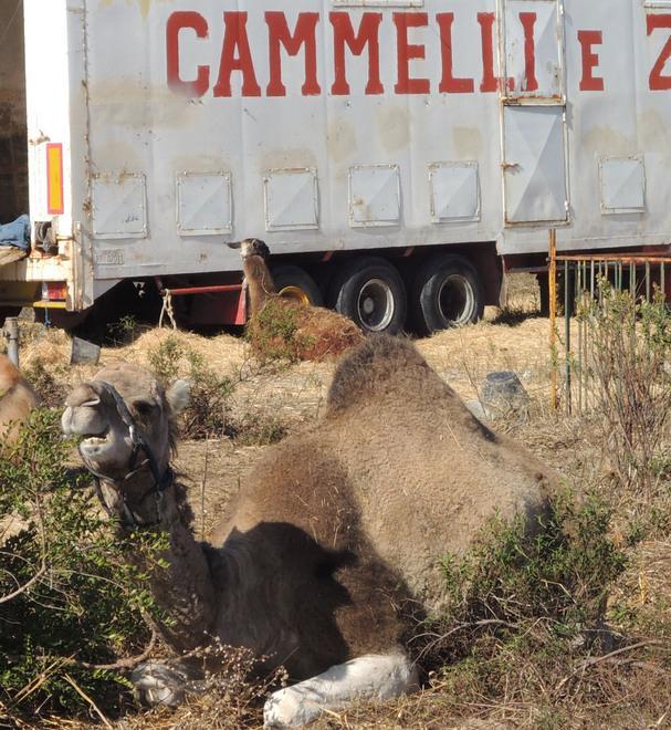 Sotto sequestro gli animali del “Martin” 