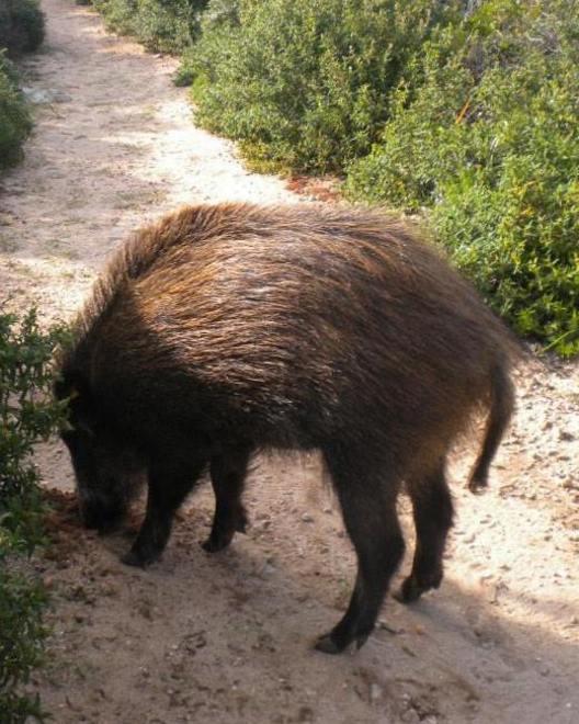 Il chinghiale di Seu tradito dal pescatore 
