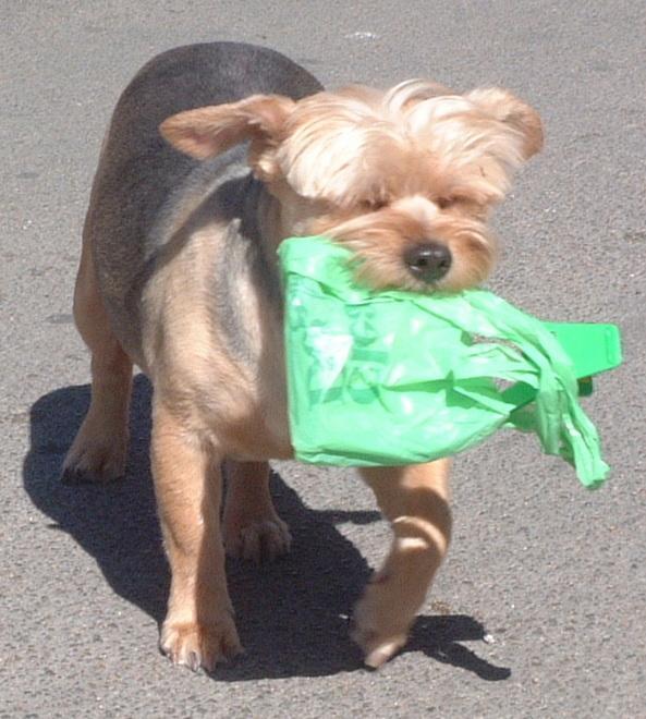 Un’ordinanza sui cani. Il sindaco: «Il paese sia pulito»