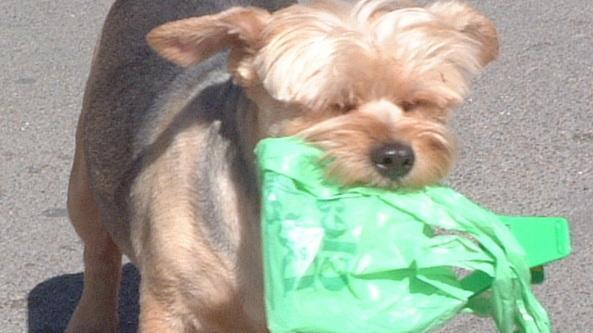 Un’ordinanza sui cani. Il sindaco: «Il paese sia pulito»