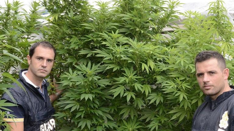 Cannabis nell’orto, denunciati