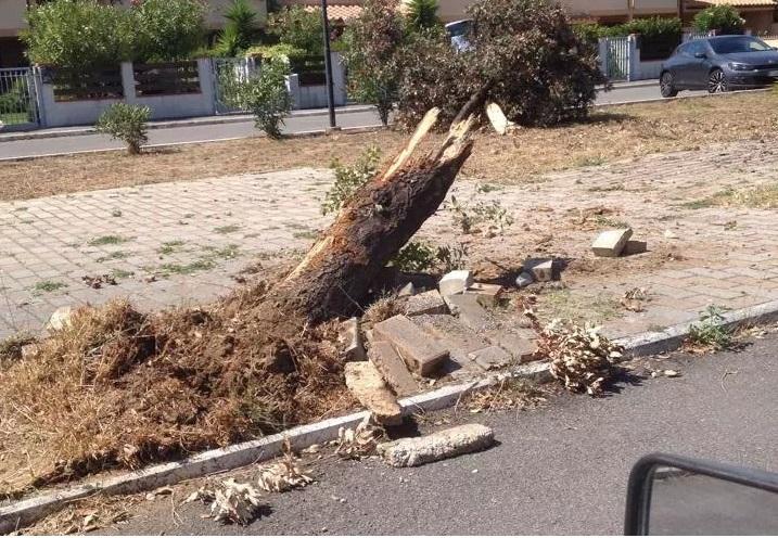 Contro un albero con il pick up per schivare un animale