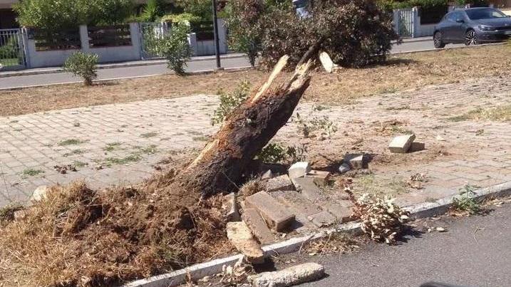 Contro un albero con il pick up per schivare un animale