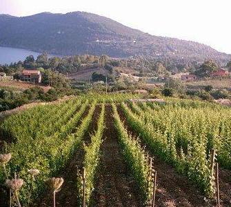 Una vendemmia in ritardo ma il prodotto è di qualità 