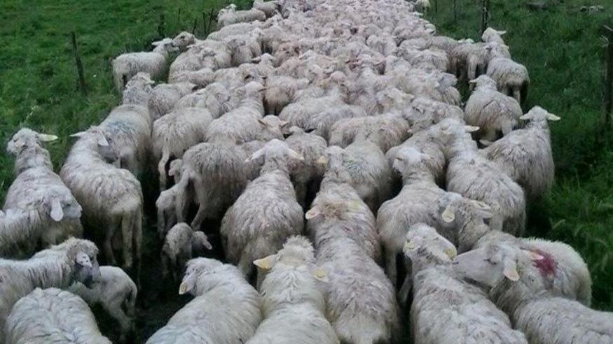 Macomer, sospetta blue tongue: ritorna la paura