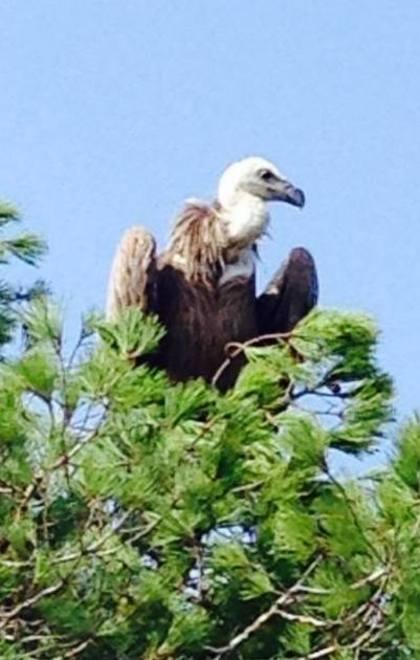 Grifone salvato a Orosei dopo un volo coast to coast 